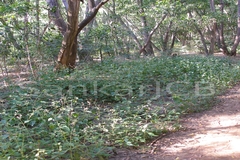 Ageratum conyzoides